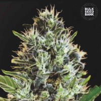 Auto Sunmango feminized