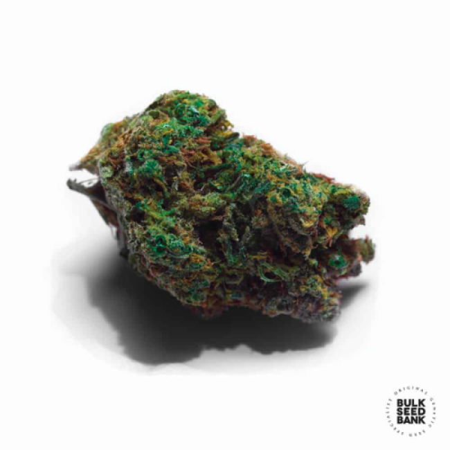 Насіння коноплі Auto Sunmango feminized