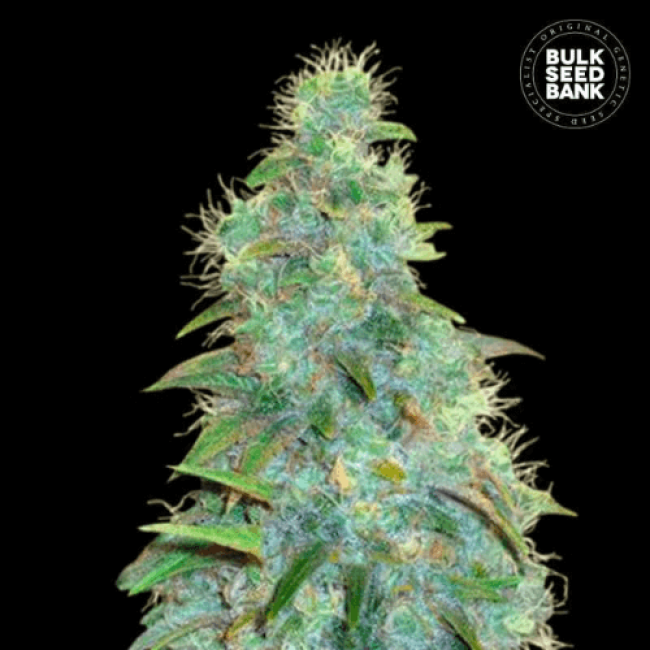 Насіння коноплі Auto Sweet Tooth feminized