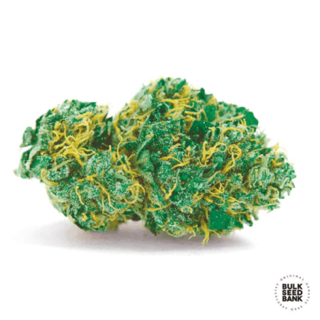 Насіння коноплі Auto Sweet Tooth feminized
