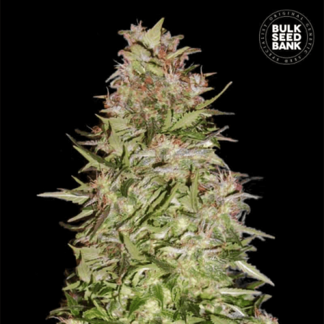 Семена конопли Auto White Prussian feminized BulkSeedBank