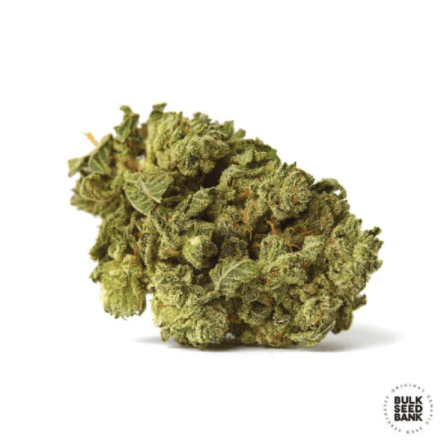 Семена конопли Auto White Prussian feminized BulkSeedBank