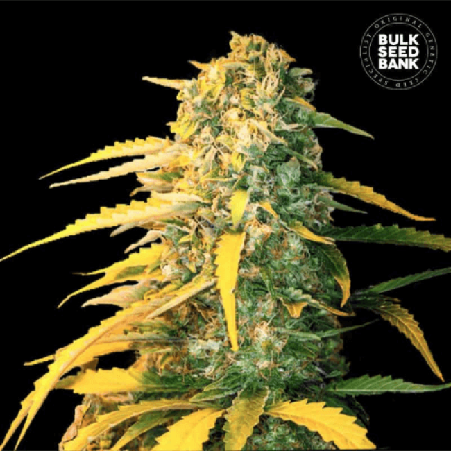 Семена конопли Auto White Widow feminized BulkSeedBank Семена конопли Auto White Widow feminized BulkSeedBank