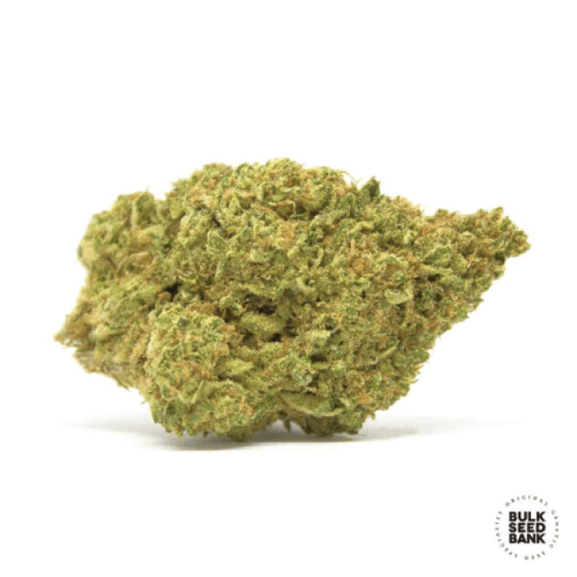 Семена конопли Auto White Widow feminized BulkSeedBank
