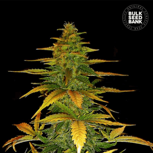 Насіння коноплі Auto Wild Dwarf feminized