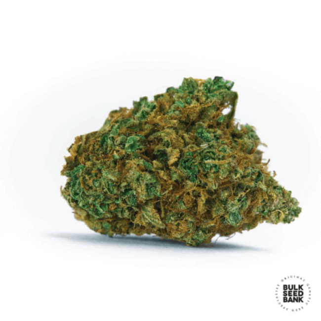 Насіння коноплі Auto Wild Dwarf feminized
