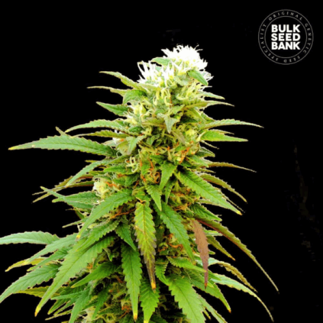 Семена конопли Auto Zkittly Zi Zi feminized BulkSeedBank