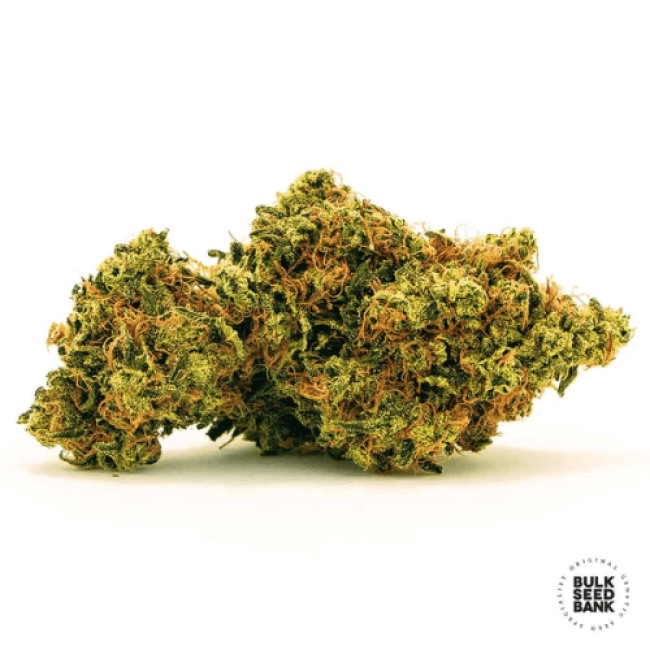 Семена конопли Auto Zkittly Zi Zi feminized BulkSeedBank
