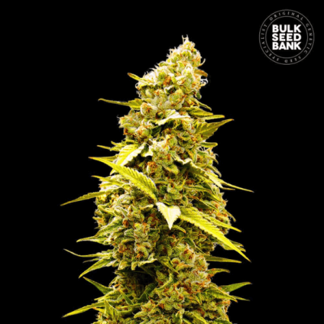 Семена конопли Banana Monkey feminized BulkSeedBank