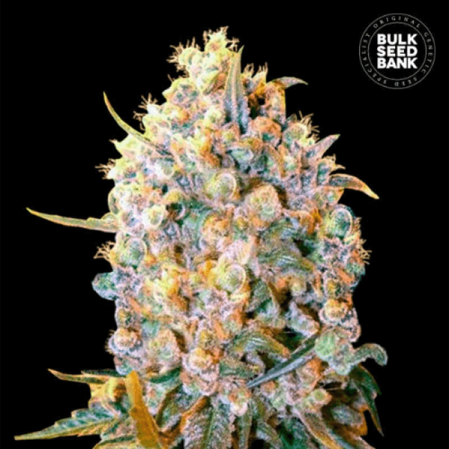 Насіння конопель BIGGER BUD BulkSeedBank