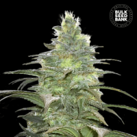 Blueberry Berry feminized