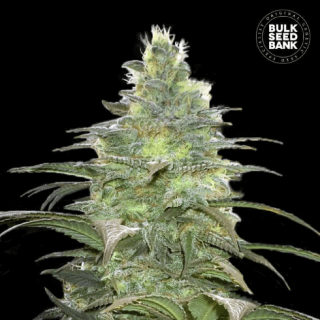 Насіння коноплі Bubblegum Extra feminized BulkSeedBank