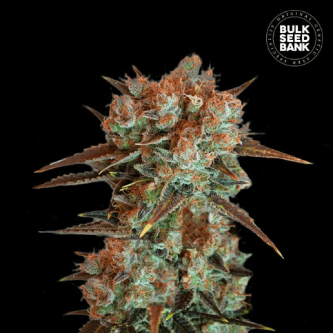 Семена конопли Caramel King feminized BulkSeedBank