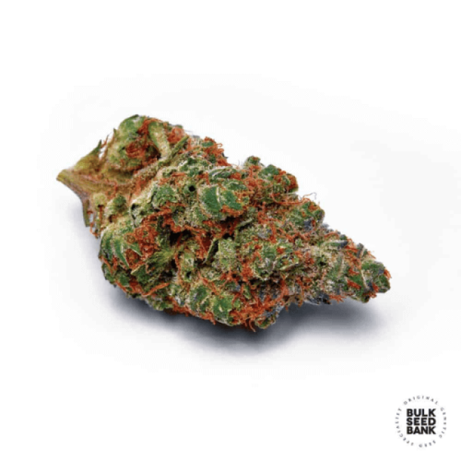 Семена конопли Caramel King feminized BulkSeedBank