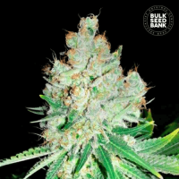 Cheese feminized