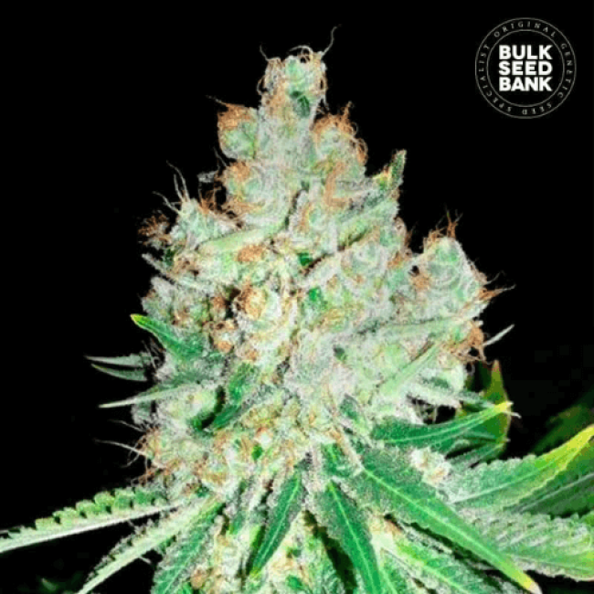 Насіння конопель Cheese feminized BulkSeedBank