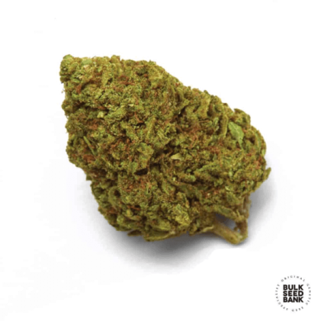 Насіння конопель Cheese feminized BulkSeedBank
