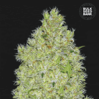 Chronical feminized