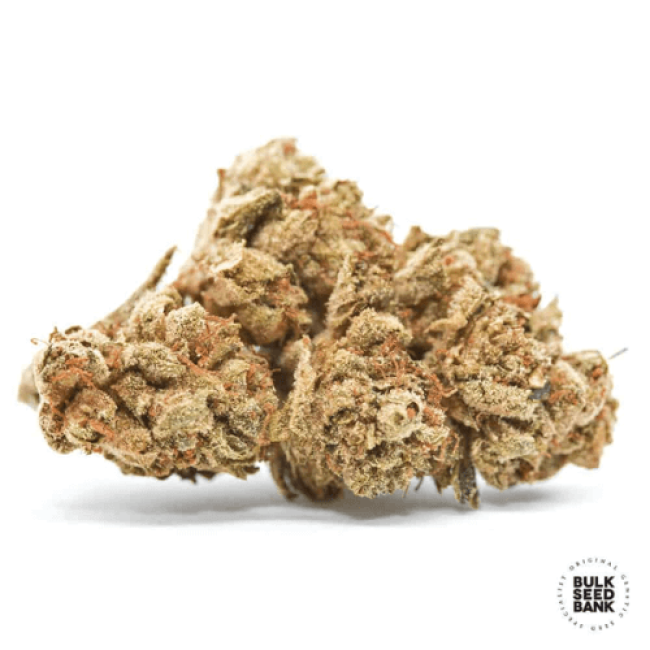 Семена конопли Cocopopo feminized BulkSeedBank