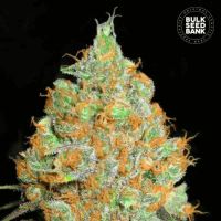 Насіння коноплі Critical Mass feminized