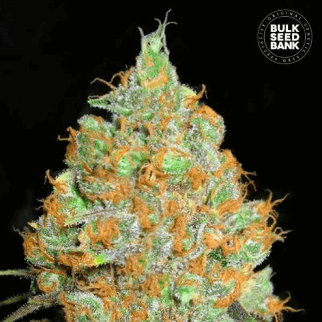 Насіння коноплі Critical Mass feminized BulkSeedBank