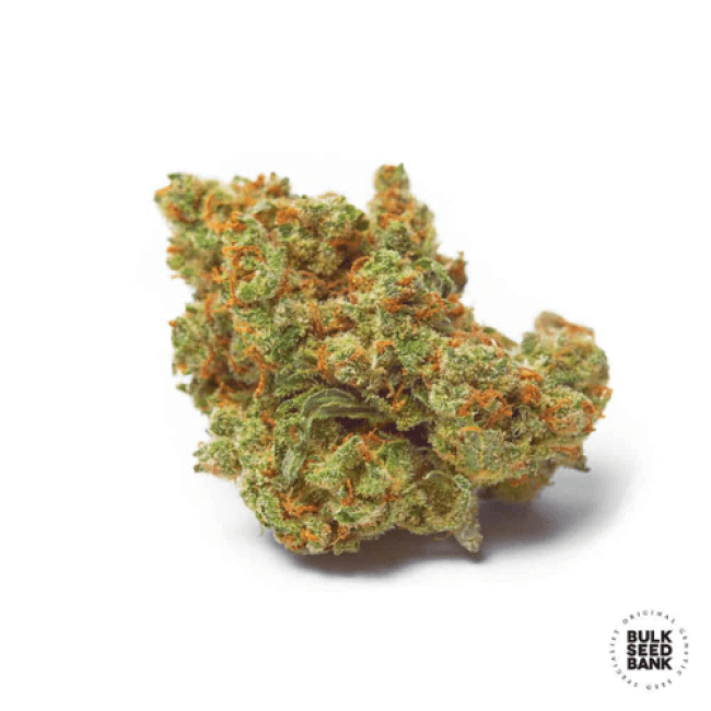Насіння коноплі Critical Mass feminized BulkSeedBank