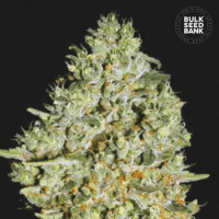 Critical feminized