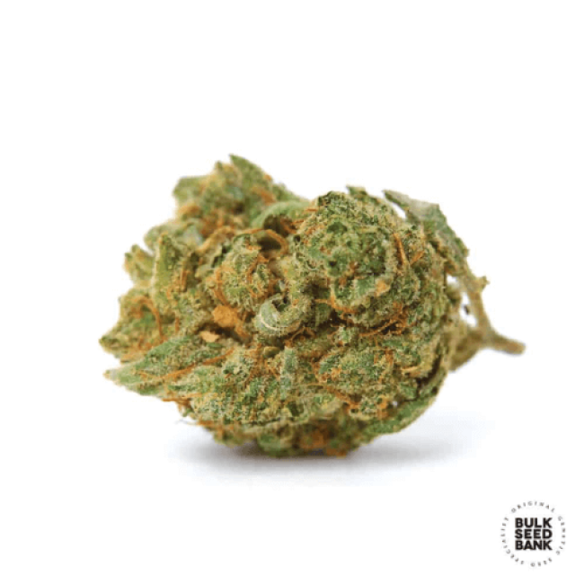 Семена конопли Critical feminized BulkSeedBank