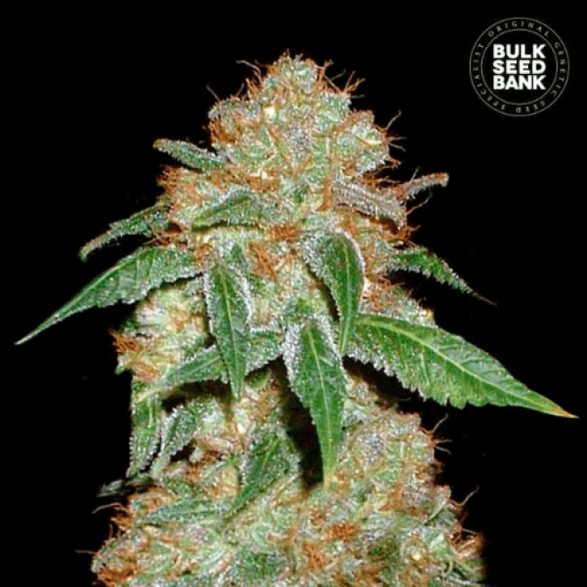 Насіння коноплі Dark Domina feminized BulkSeedBank