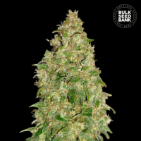 Dubai Poison feminized