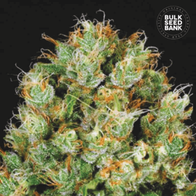 Семена конопли  Early Top Skunk Feminised BulkSeedBank
