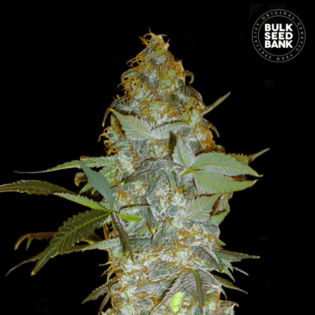 Семена конопли Euforia Special feminized BulkSeedBank