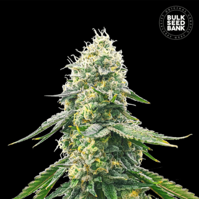 Насіння конопель Gelato Samba feminized BulkSeedBank