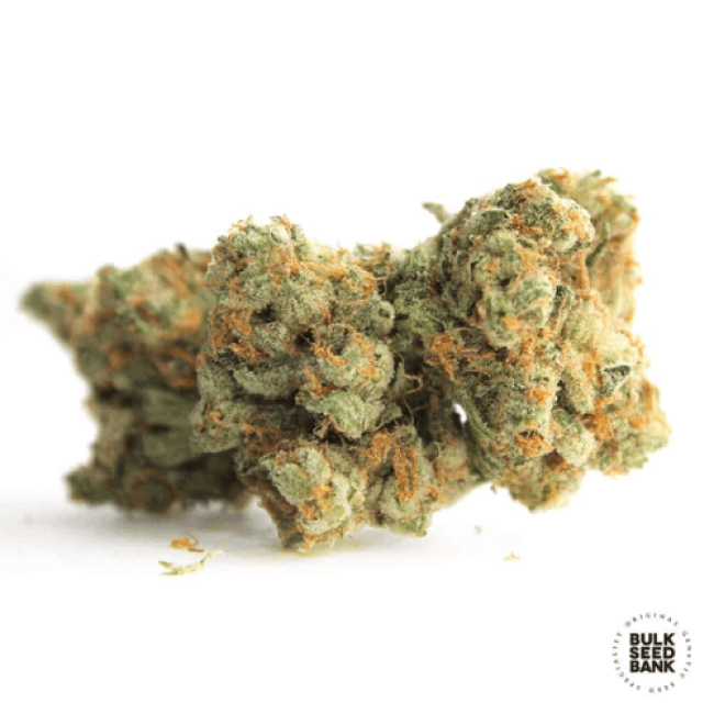 Насіння конопель Gelato Samba feminized BulkSeedBank