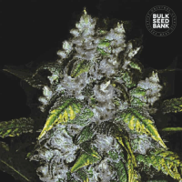 Good Wild Shark feminized