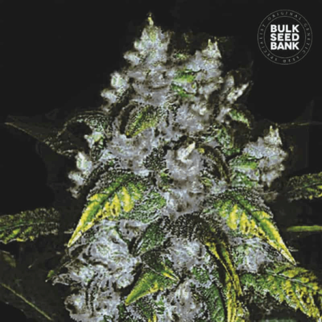Насіння коноплі Good Wild Shark feminized BulkSeedBank