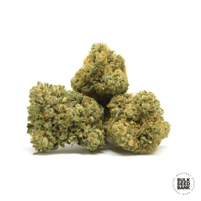 Насіння коноплі Good Wild Shark feminized BulkSeedBank