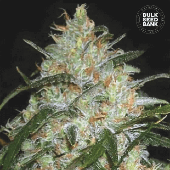 Grapefruit feminized
