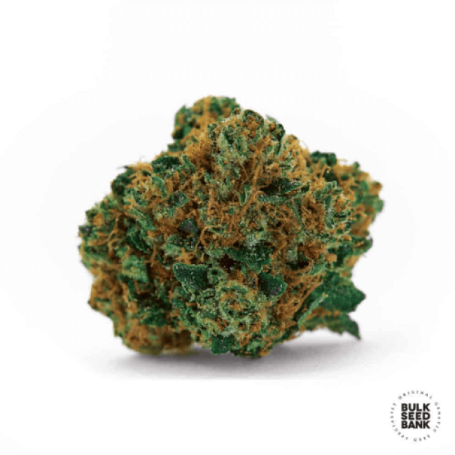 Grapefruit feminized