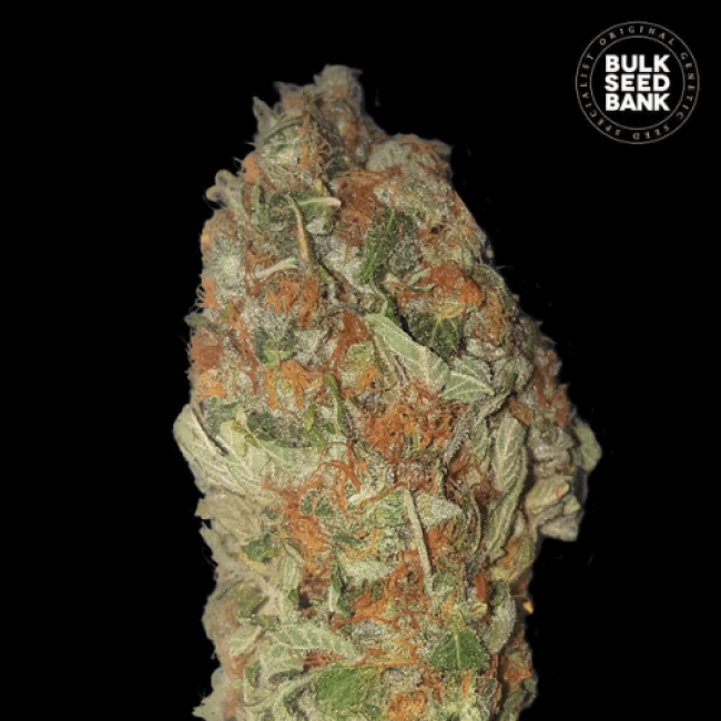 Насіння коноплі Green Candy feminized BulkSeedBank