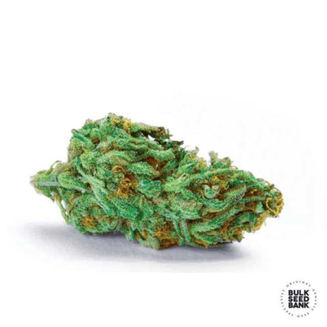 Насіння коноплі Green Scout Cookies feminized BulkSeedBank