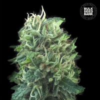 Насіння коноплі Green Scout Cookies feminized