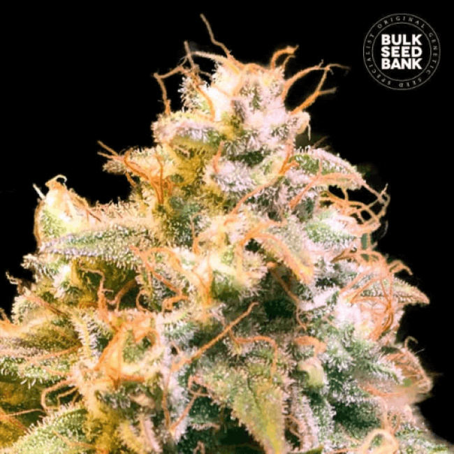 Насіння коноплі Guerilla Glue feminized BulkSeedBank