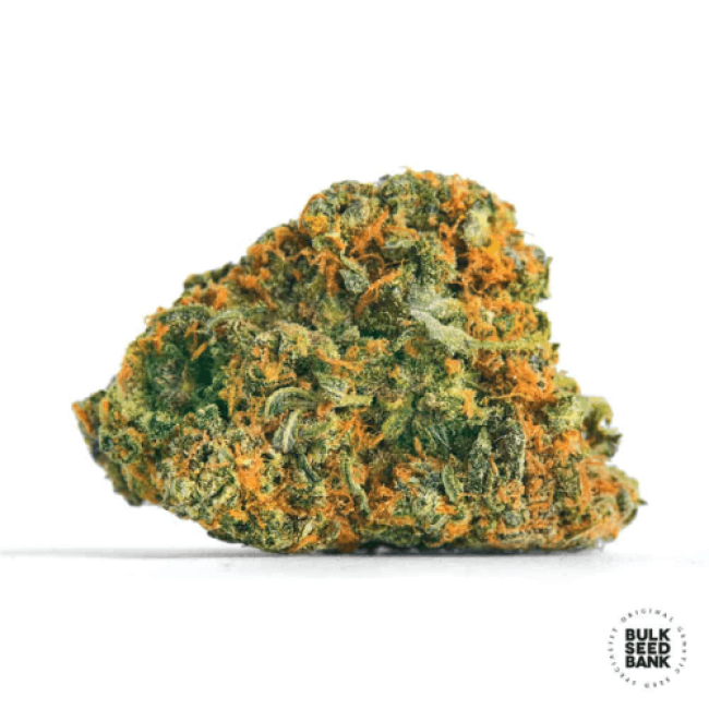 Насіння коноплі Guerilla Glue feminized BulkSeedBank