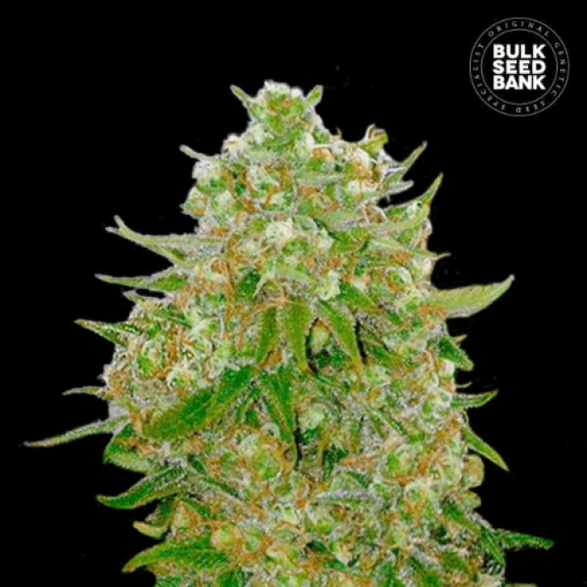 Master Kush Grand feminized