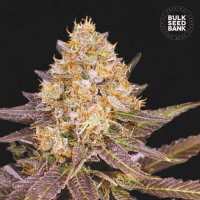 Lavender Best feminized