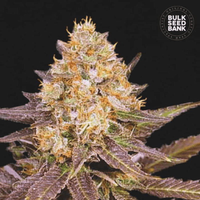 Насіння коноплі Lavender Best feminized BulkSeedBank