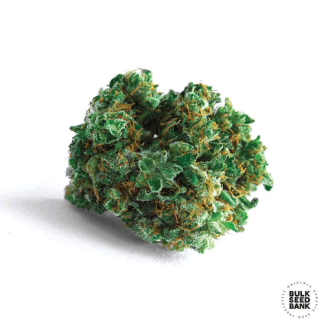 Насіння конопель LIME SKUNK BulkSeedBank