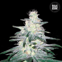 Locomotive feminized