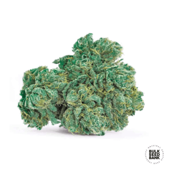Locomotive feminized